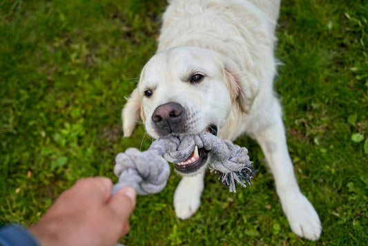 Best Pet Toys for Mental Stimulation: Keep Your Pets Active and Engaged