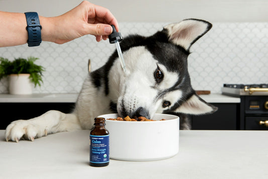 The Best Vitamins and Supplements for Senior Pets