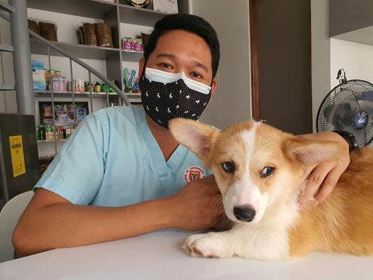 How to Keep Your Dog Healthy and Happy: Vet-Approved Essentials
