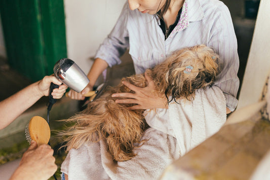 Pet Grooming at Home: Tools and Products That Make It Easy