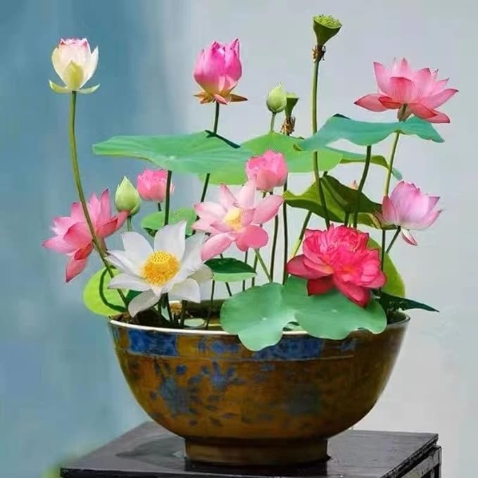10pcs Mixed Color Bonsai Bowl Lotus Live Plants - Pre-Sprouted Non-GMO - Aquatic Beauties for Indoor and Outdoor Serenity Planting Instructions for Easy Grow - Great Gardening Gifts-PurrikoPets