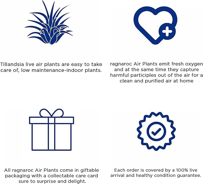 Air Plants - Tillandsia Funckiana Hybrid, Large 5-7" - 1ct - Live Arrival Guaranteed - House Plants for Home Decor & Gift-PurrikoPets