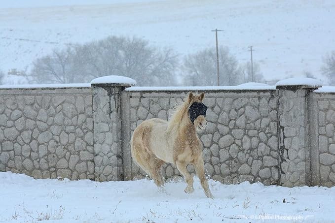 95% UV Eye Protection (Pony) Standard Horse Fly Mask - Help with Uveitis, Corneal Ulcer, Cataract, Light Sensitivity, Cancer. Designed to Stay On Your Horse, Off The Ground!-PurrikoPets
