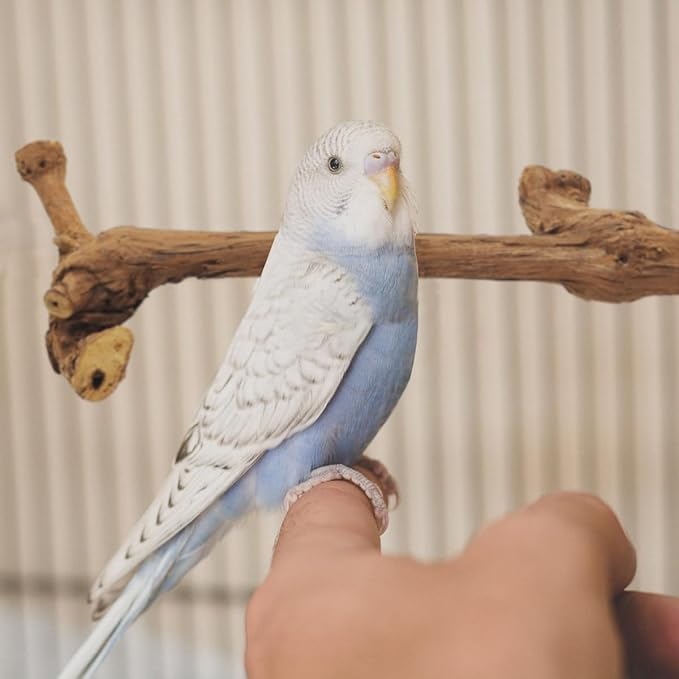 4 Pcs Natural Wooden Bird Perch Parrot Stand, 2 Grape Wood Perches, A Stand Fork Standing Branch, A Paw Grinding Fork, Bird Cage Accessories for Parakeets, Birdcage Sticks & Toys for Budgies, Finches-PurrikoPets