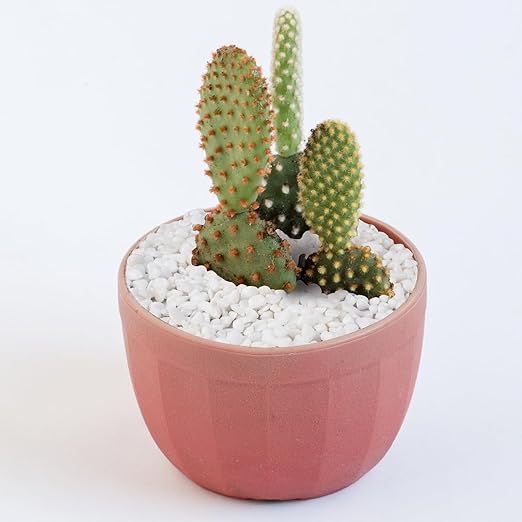 5 lbs White Aquarium Gravel, 1/5 Inch White Rocks for Plants, Small Pebbles for Vases, Succulents, Bamboo, Natural Decorative Pebbles for Plants Drainage, Cactus, Crafts-PurrikoPets