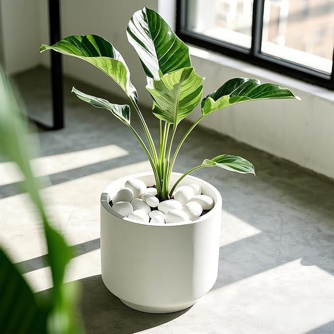 5 Lbs River Rocks for Plants,0.4-1.2 Inch Decorative Ornamental Pebbels, High Polished Stones for Garden Landscaping, Smooth Gravel Filler for Outdoor Plants, Succulents, Fish Tank and Vases, White-PurrikoPets