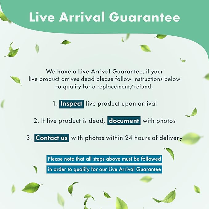 Echinodorus Reni Sword Live Plant for Freshwater Aquariums, Natural Fish Tank Decorations, and Aquatic Decor (1 Pot (2-3 Plants))-PurrikoPets