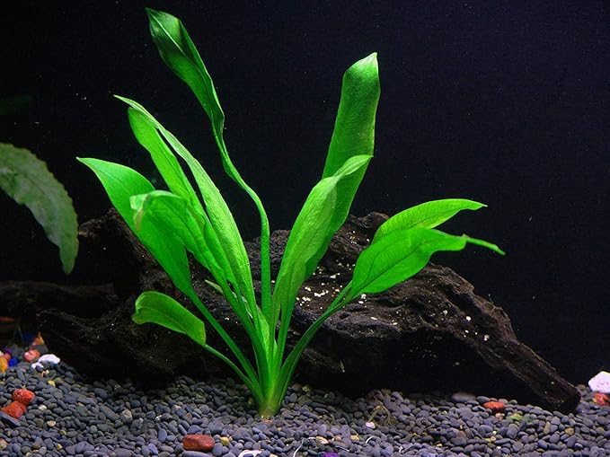3 Aquatic Plants Bundle | Live Plants for Freshwater Aquariums (3 X Amazon Sword Plants)-PurrikoPets