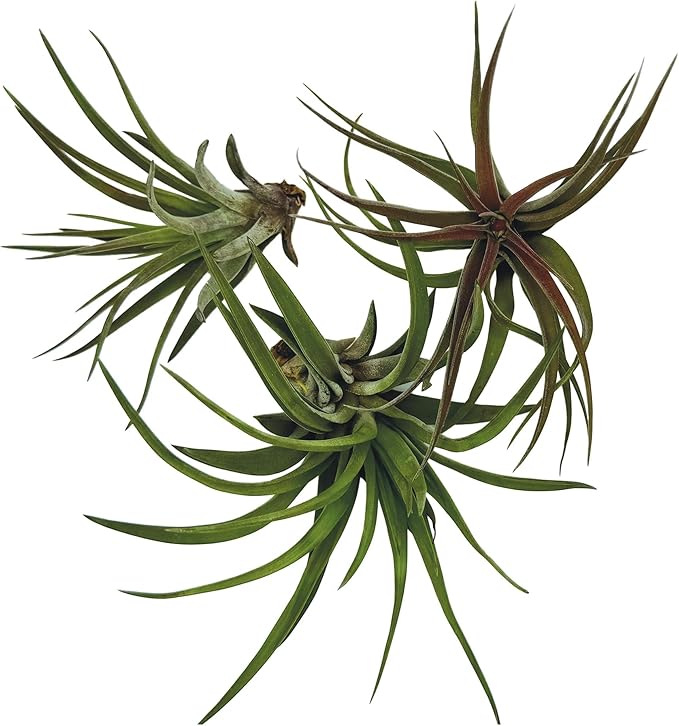Air Plants - Tillandsia Brachycaulos Abdita, Large 4-6" - 3 ct - Live Arrival Guaranteed - House Plants for Home Decor & Gift-PurrikoPets