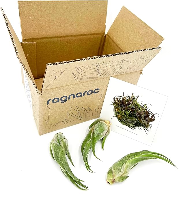 Air Plants - Tillandsia Seleriana, Large 4-6" - 3ct - Live Arrival Guaranteed - House Plants for Home Decor & Gift-PurrikoPets