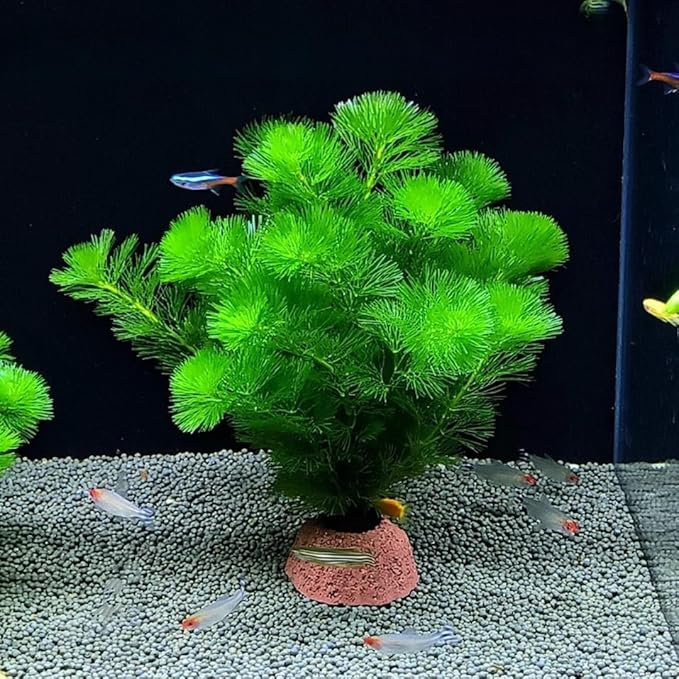 21 Stems Cabomba Live Plants Aquarium, Green Cabomba Live Aquarium Plants, Cabomba Plants Live, 4 to 6 Inches Tall-PurrikoPets