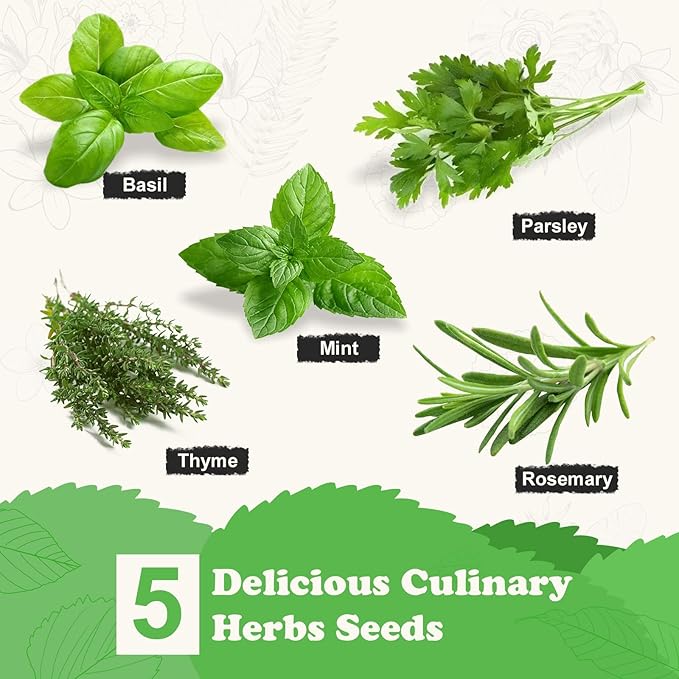 5 Herb Seeds Garden Starter Kit with Complete Planting Kit & Wooden Flower Box, Growing into Basil, Parsley, Rosemary, Thyme, Mint for Kitchen Windowsill Herb Garden DIY-PurrikoPets