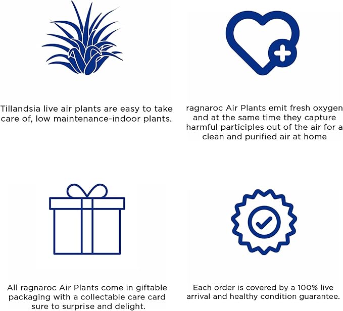 Air Plants - Tillandsia Andreana, Large 4-6" - 5ct - Live Arrival Gauranteed - House Plants for Home Decor & Gift-PurrikoPets