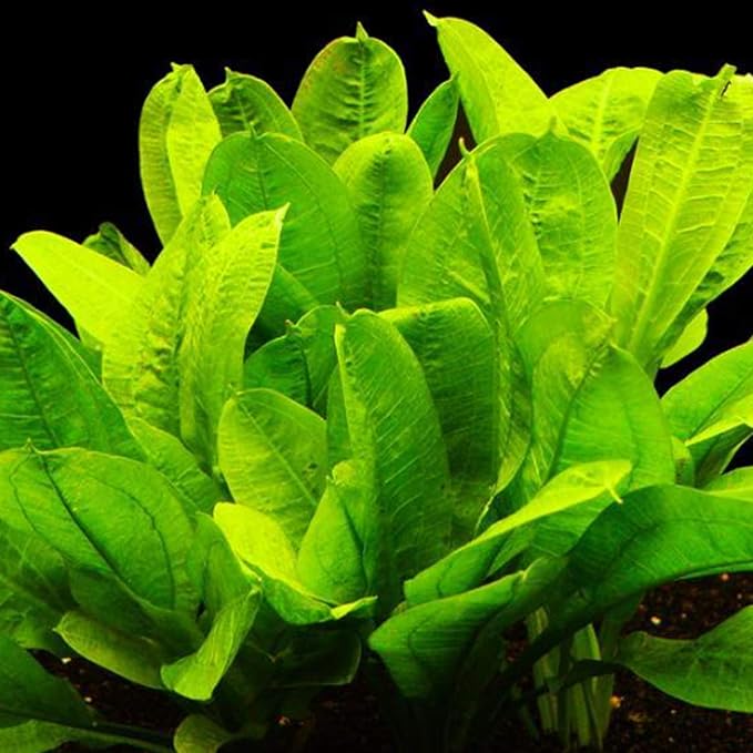 30+ Stems Package Starter Beginner Set Live Aquarium Plants Java Moss, Micro Sword, Rosette Amazon Sword, Anubias, Java Fern and More by Mainam-PurrikoPets