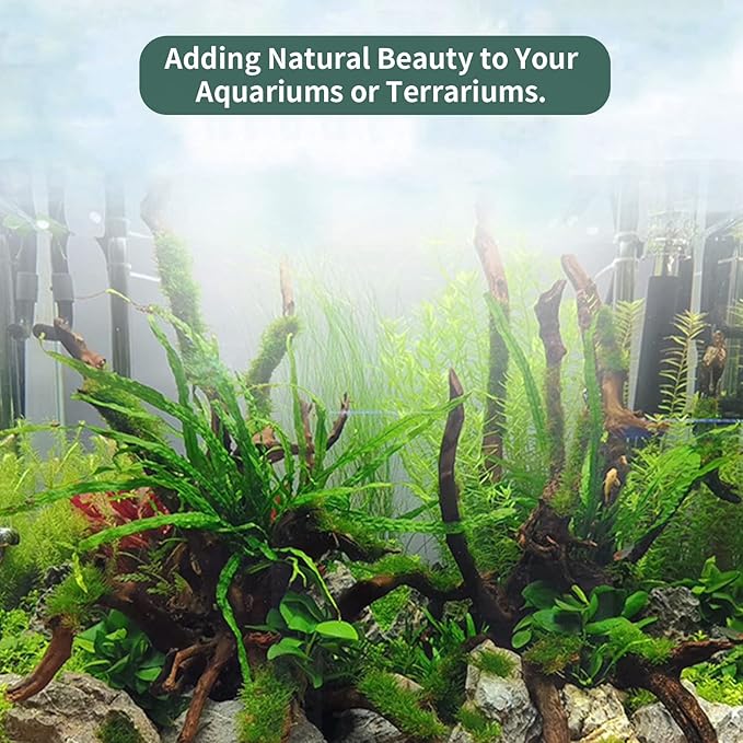 5 Pcs Driftwood Branches Aquarium Wood Decoration Natural Fish Tank Habitat Decor Wood for Lizard Assorted Size-Small-PurrikoPets