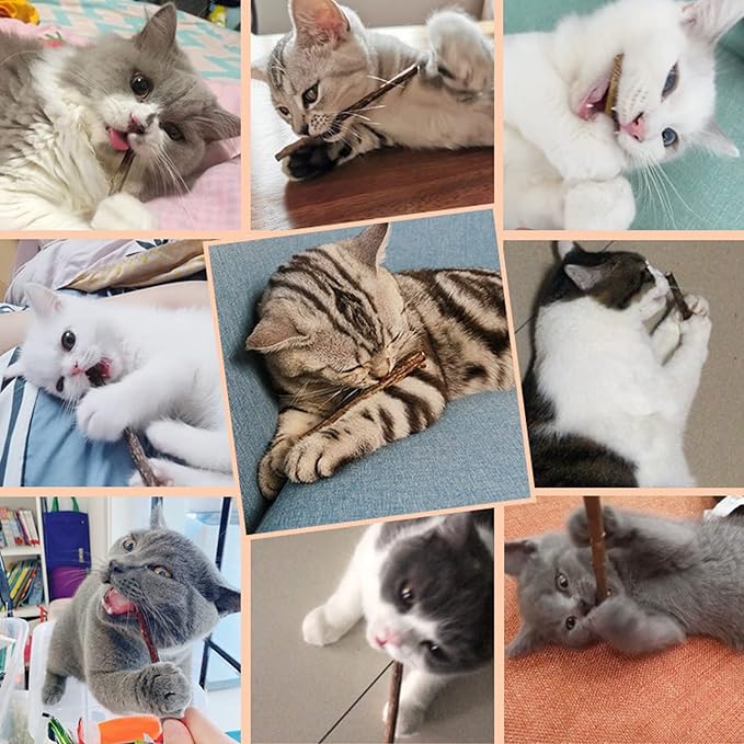 10 PCS Cat Catnip Sticks, Natural Matatabi Silvervine Sticks - Cleaning Teeth Molar Tools Kitten Chew Toy Natural Catnip Cats Toy-PurrikoPets