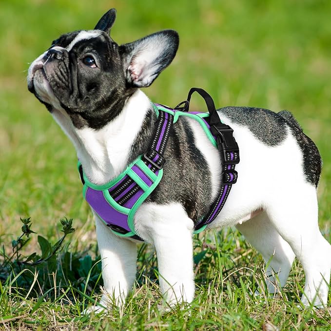 Eagloo Dog Harness Small Sized Dog, No Pull Service Vest with Reflective Strips and Control Handle, Adjustable and Comfortable for Walking, No Choke Pet Harness with 2 Metal Rings, Purple & Green, S-PurrikoPets