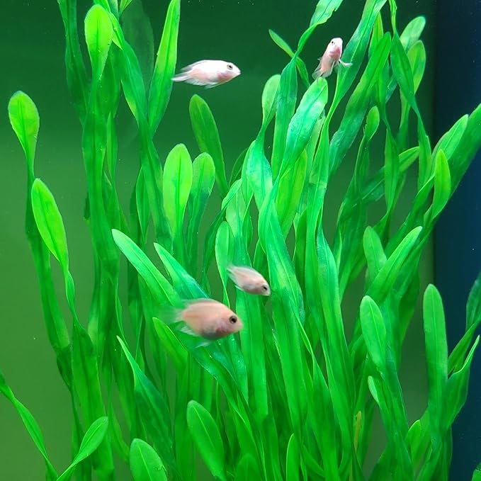 25.98 Inch Tall Aquarium Plants – Large Lifelike Artificial Fish Tank Decorations, 2 Pcs Fish Tank Plants Plastic,Durable & Safe for Freshwater/Saltwater Aquariums (Green (Style B))-PurrikoPets
