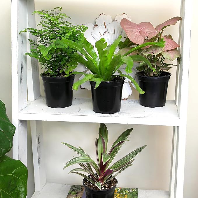 Essential Houseplant Collection (3PK) Live Plants Indoor Plants Live Houseplants in Plant Pots, Easy House Plants Indoors Live, Snake Plant, Pothos in Potting Soil, Clean Air Plants by Plants for Pets-PurrikoPets