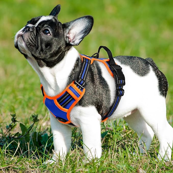 Eagloo Dog Harness Small Sized Dog, No Pull Service Vest with Reflective Strips and Control Handle, Adjustable and Comfortable for Walking, No Choke Pet Harness with 2 Metal Rings, Blue & Orange, S-PurrikoPets