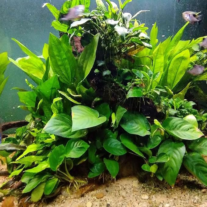 4X Anubias Nana Petite Potted Aquarium Live Plant for Fish Tank Decoration-PurrikoPets
