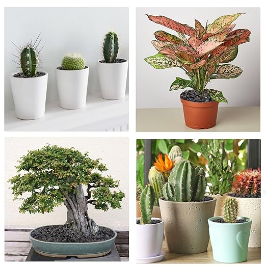 2.5lbs Lava Rocks for Plants, 1/5 Inch Black Gravel for Succulent, Cactus, Bonsai Tree, Pure Volcanic Rocks, Top-Dressing, Good Drainage-PurrikoPets