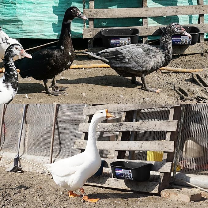 Goovilla Chicken Feeder Waterer, Hanging or Screw-in Fence Feeders with Clips, 2 Pack 5 Quart Goat Feeding Supplies, Duck Piglet Sheeple Coop Dog Livestock Poultry Plastic Feeder Trough Bucket, Black-PurrikoPets