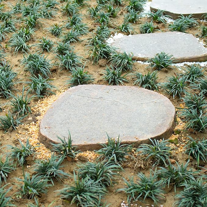 18lb Cactus Pea Gravel Rocks,1/5 Inch Pebbles for Indoor Plants, Natural Succulent Rock and River Rocks Decorative for Aquariums, Vases, Terrarium, Outdoor Gardening, Top Dressing for Potted Plants-PurrikoPets