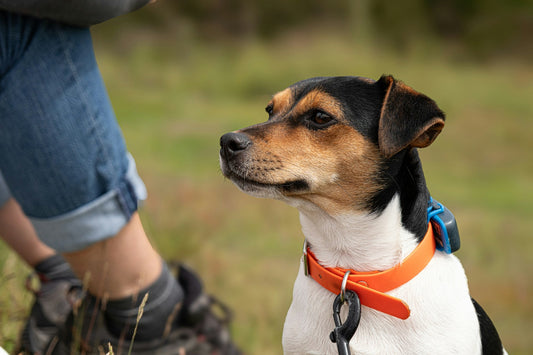 New Pet Owner’s Checklist: Essential Supplies for Your First 30 Days