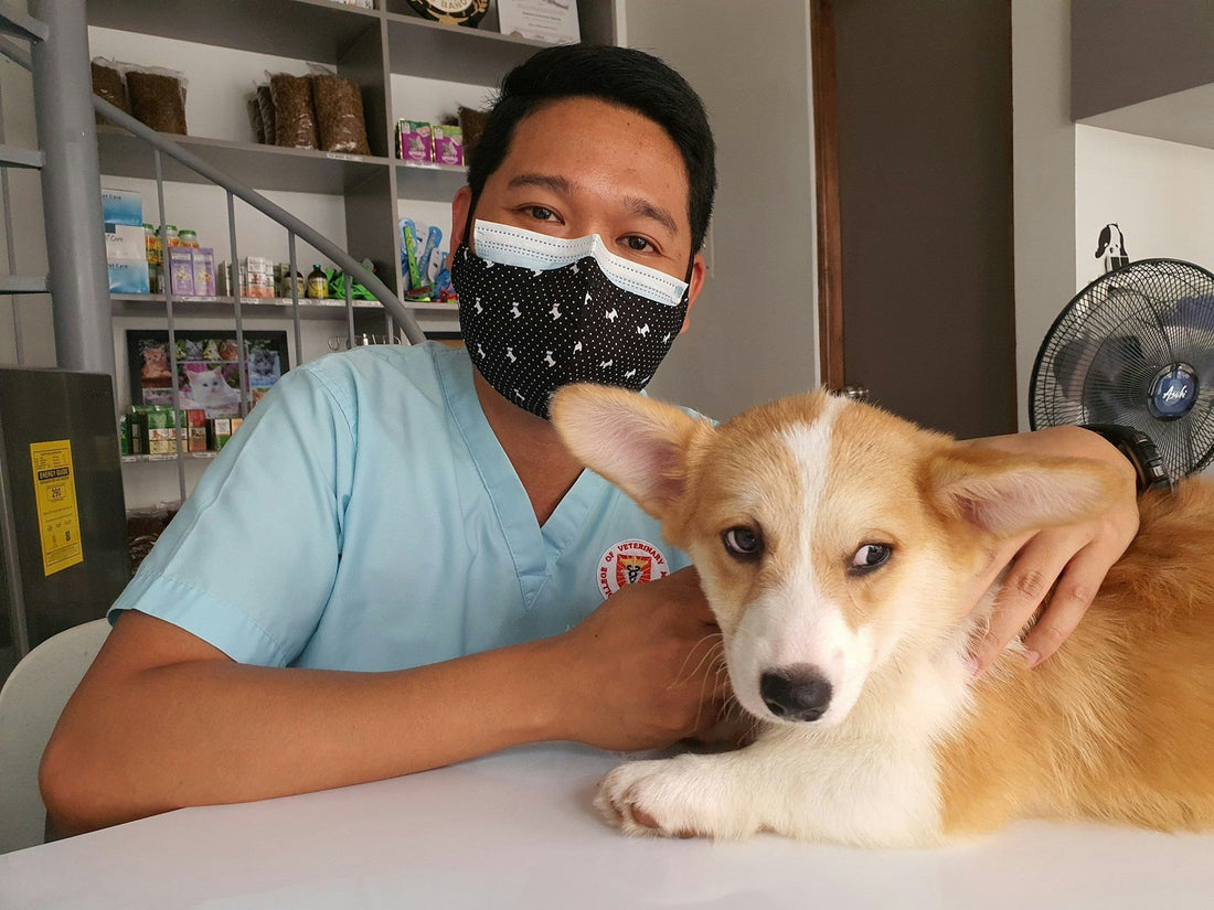 How to Keep Your Dog Healthy and Happy: Vet-Approved Essentials