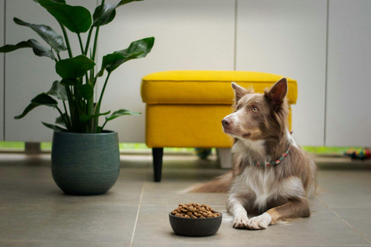 Eco-Friendly Pet Products: How to Care for Your Pet and the Planet