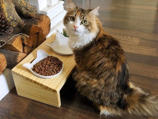 Top 10 Must-Have Essentials for Every First-Time Cat Owner