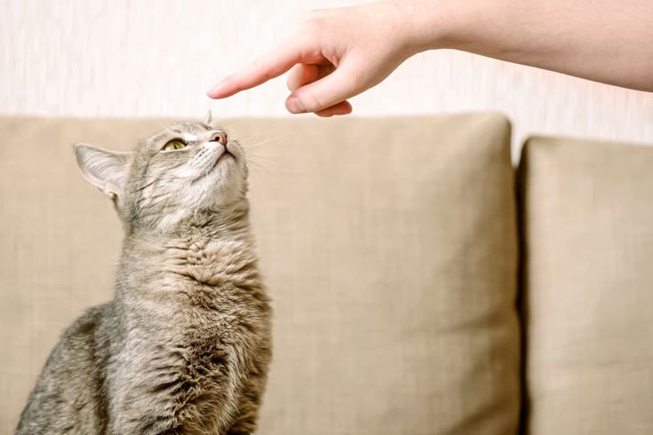 The 5 Most Common Cat Behaviors Explained (And How to Handle Them)