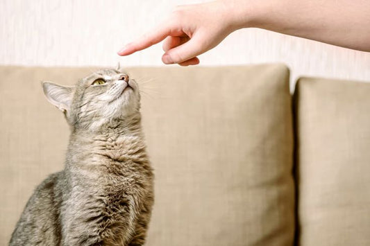 The 5 Most Common Cat Behaviors Explained (And How to Handle Them)