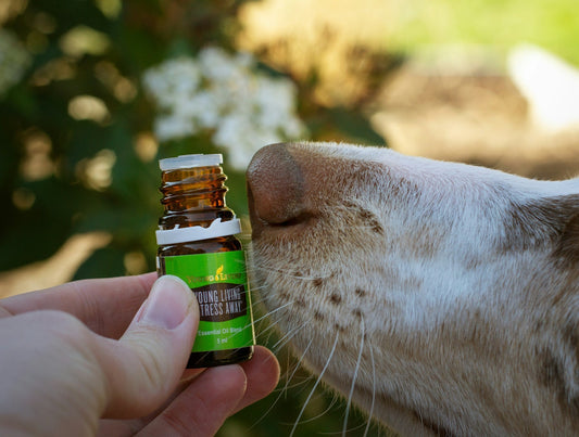 The Rise of Natural Pet Products: Why More Americans Are Choosing Organic for Their Pets