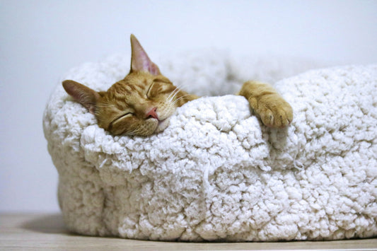10 Must-Have Pet Products Every U.S. Dog and Cat Owner Needs in 2025