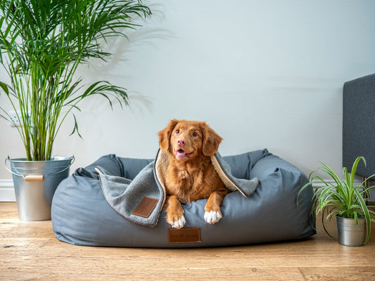 How to Choose the Right Pet Bed: Comfort, Size, and Support