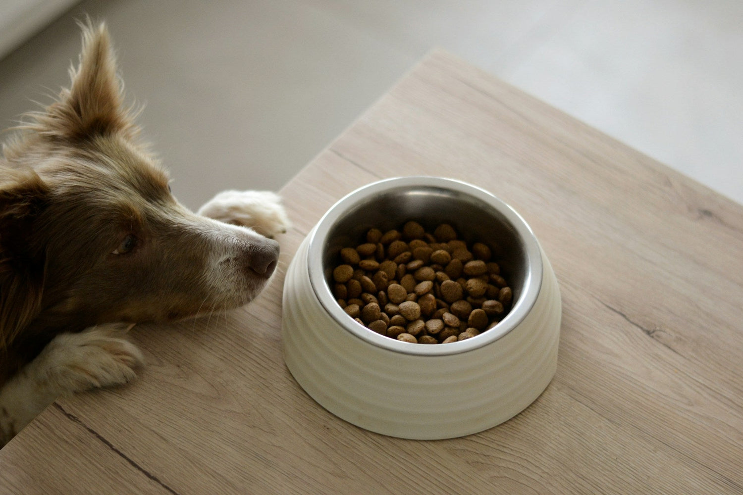 Feeding & Water Bowls