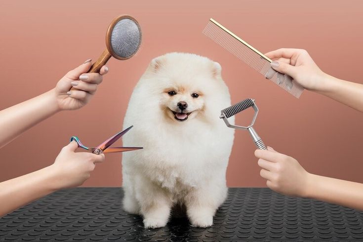 Grooming & Hygiene