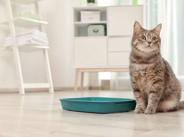 Litter & Cleaning