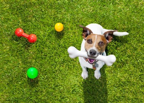 Toys & Enrichment