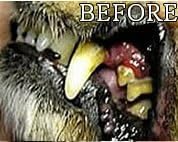 Gel with Wild Salmon Oil. As Seen On TV Pet Dental, Don't Mess with Harsh Chemicals in Your pet's Food or Water, Simply Swipe on Teeth and Your pet's Teeth and Gums Will Improve.-PurrikoPets