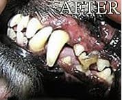 Gel with Wild Salmon Oil. As Seen On TV Pet Dental, Don't Mess with Harsh Chemicals in Your pet's Food or Water, Simply Swipe on Teeth and Your pet's Teeth and Gums Will Improve.-PurrikoPets