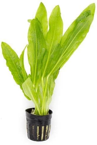 Echinodorus Major Ruffle Sword Live Plant for Freshwater Aquariums, Natural Fish Tank Decorations, and Aquatic Decor (1 Pot (2-3 Plants))-PurrikoPets