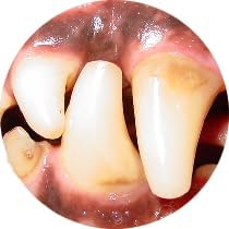 Gel with Wild Salmon Oil. As Seen On TV Pet Dental, Don't Mess with Harsh Chemicals in Your pet's Food or Water, Simply Swipe on Teeth and Your pet's Teeth and Gums Will Improve.-PurrikoPets