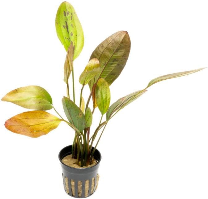 Echinodorus Ozelot Sword Live Plant for Freshwater Aquariums, Natural Fish Tank Decorations, and Aquatic Decor (1 Pot (2-3 Plants))-PurrikoPets