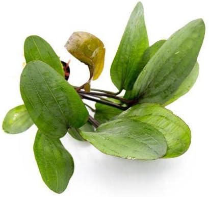 Echinodorus Big Bear Sword Live Plant for Freshwater Aquariums, Natural Fish Tank Decorations, and Aquatic Decor (1 Pot (2-3 Plants))-PurrikoPets