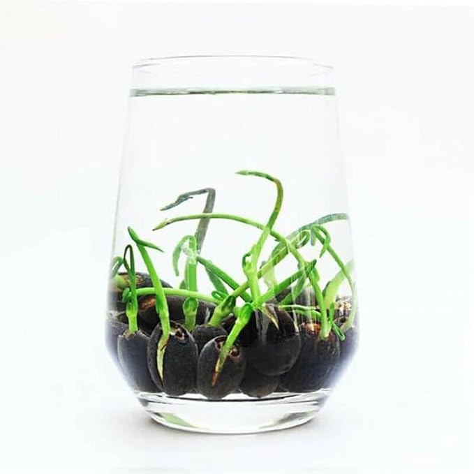 10pcs Mixed Color Bonsai Bowl Lotus Live Plants - Pre-Sprouted Non-GMO - Aquatic Beauties for Indoor and Outdoor Serenity Planting Instructions for Easy Grow - Great Gardening Gifts-PurrikoPets