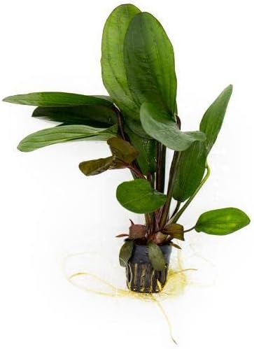 Echinodorus Big Bear Sword Live Plant for Freshwater Aquariums, Natural Fish Tank Decorations, and Aquatic Decor (1 Pot (2-3 Plants))-PurrikoPets
