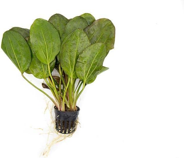 Echinodorus Fancy Twist Sword Live Plant for Freshwater Aquariums, Natural Fish Tank Decorations, and Aquatic Decor (1 Pot (2-3 Plants))-PurrikoPets